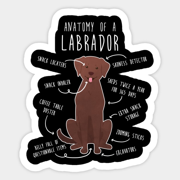 Chocolate Labrador Retriever Dog Anatomy Sticker by Psitta